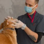 Veteriner Hekim Maaşı 2026: Kamu ve Özel Klinik Ücretleri